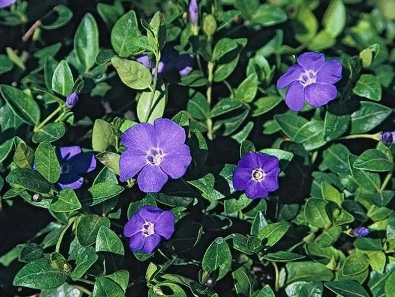 1 Vinca Vine 3.5 in Pot - Periwinkle Ground Cover - Shade-Loving Vine
