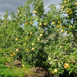 1 Yellow Delicious Apple Tree Qt Pot - Sweet Golden Fruit Tree, Ready to Plant - 12-18 Inch Tall