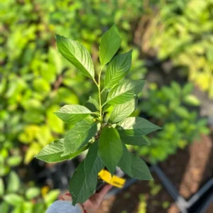 1 Yoshino Cherry Tree 6-12" 2.5 Pot | Prunus × yedoensis, Spring Blossoms