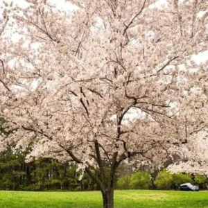 1 Yoshino Cherry Tree 6-12