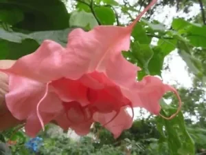 10 Ahavah Angel Trumpet Seeds for Planting Flowers Seed Brugmansia Datura