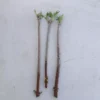 10 American Elderberry Cuttings Unrooted Sambucus Bush Shrub, Organic Perennial