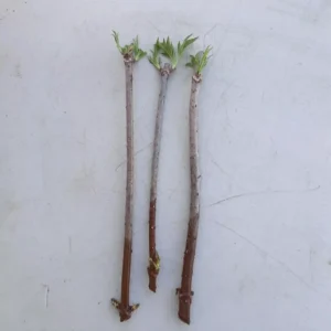 10 American Elderberry Cuttings Unrooted Sambucus Bush Shrub, Organic Perennial