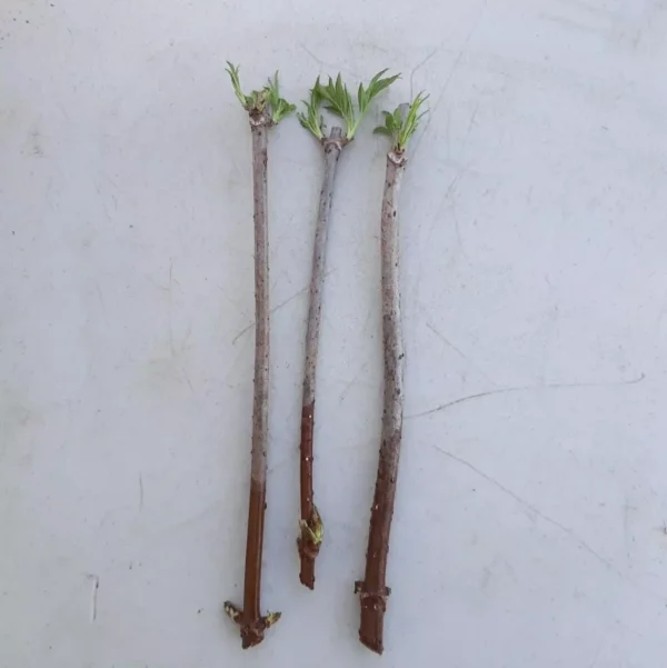 10 American Elderberry Cuttings Unrooted Sambucus Bush Shrub, Organic Perennial