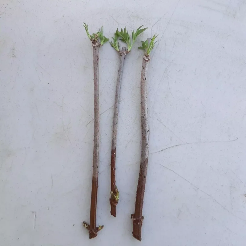10 American Elderberry Cuttings Unrooted Sambucus Bush Shrub, Organic Perennial