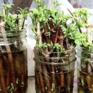 10 American Elderberry Cuttings Unrooted Sambucus Bush Shrub, Organic Perennial