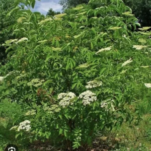 10 American Elderberry Cuttings Unrooted Sambucus Bush Shrub, Organic Perennial