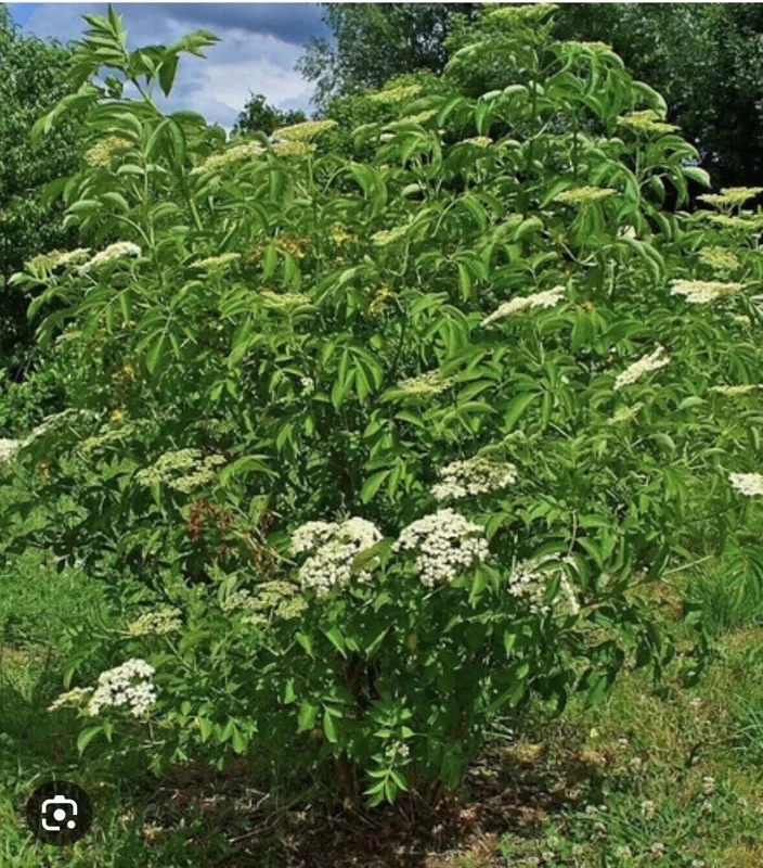 10 American Elderberry Cuttings Unrooted Sambucus Bush Shrub, Organic Perennial