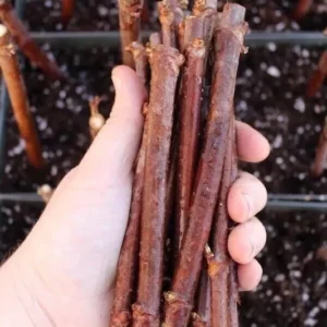 10 American Elderberry Cuttings Unrooted Sambucus Bush Shrub, Organic Perennial