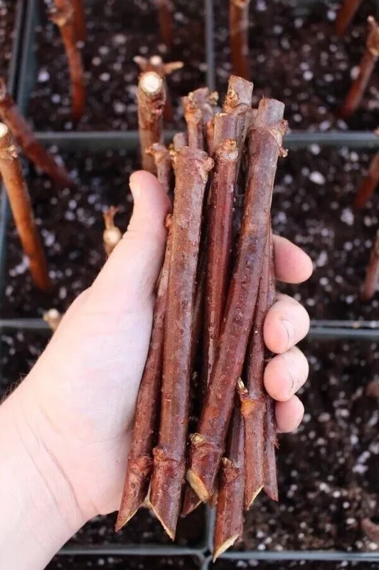 10 American Elderberry Cuttings Unrooted Sambucus Bush Shrub, Organic Perennial