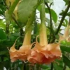 10 Angels Honeymoon Rose Angel Trumpet Seeds for Planting Flowers Seed Brugmansia Datura