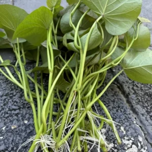 10 Beauregard Sweet Potato Slips Organic High-Yield Plant Cuttings