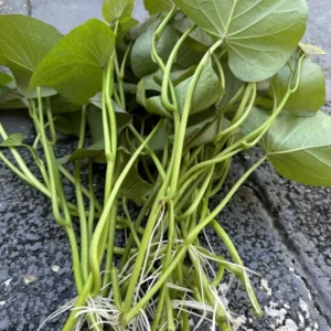 10 Beauregard Sweet Potato Slips Organic High-Yield Plant Cuttings