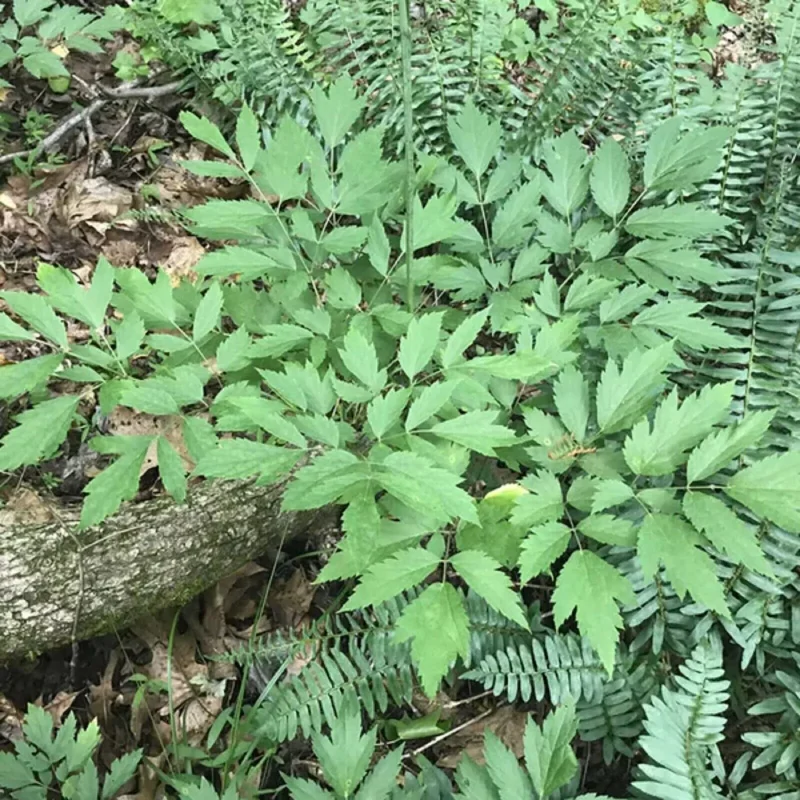 10 Black Cohosh Roots Actaea Racemosa Organic Snakeroot Wildflower