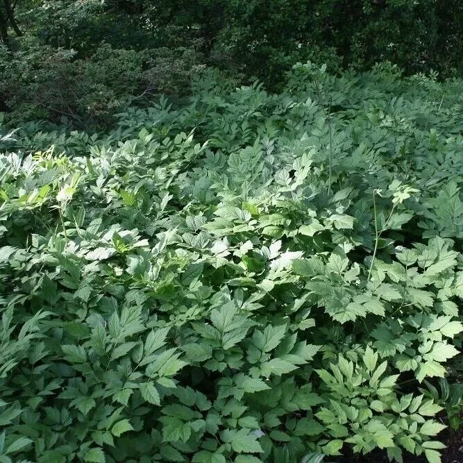 10 Black Cohosh Roots Actaea Racemosa Organic Snakeroot Wildflower