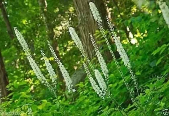 10 Black Cohosh Roots Actaea Racemosa Organic Snakeroot Wildflower