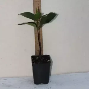 10" Black Sapote Tree Organic Chocolate Pudding Diospyros Nigra Edible Fruit