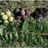 10 Black Walnut Seeds Juglans Nigra Perennial Nut Tree Hardy Shade