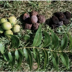 10 Black Walnut Seeds Juglans Nigra Perennial Nut Tree Hardy Shade