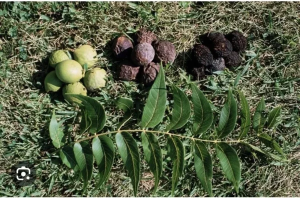 10 Black Walnut Seeds Juglans Nigra Perennial Nut Tree Hardy Shade