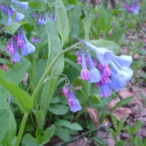 10 Blue Bells Bulbs | Mertensia Virginica | Spring Blooming Perennials | Bare-root