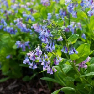 10 Blue Bells Bulbs | Mertensia Virginica | Spring Blooming Perennials | Bare-root
