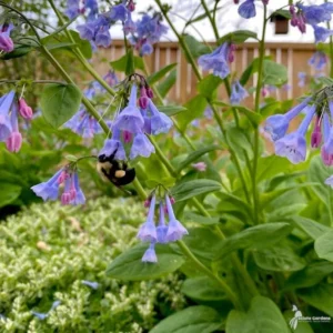 10 Blue Bells Bulbs | Mertensia Virginica | Spring Blooming Perennials | Bare-root