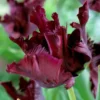 10 Bulbs Black Parrot Tulips Live for Planting, Unique Deep Purple Flowers Perennial Flower Bulbs for Garden Growing