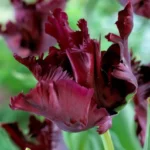 10 Bulbs Black Parrot Tulips Live for Planting, Unique Deep Purple Flowers Perennial Flower Bulbs for Garden Growing