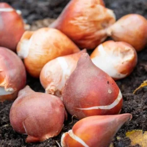 10 Bulbs Black Parrot Tulips Live for Planting, Unique Deep Purple Flowers Perennial Flower Bulbs for Garden Growing