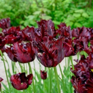 10 Bulbs Black Parrot Tulips Live for Planting, Unique Deep Purple Flowers Perennial Flower Bulbs for Garden Growing