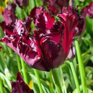 10 Bulbs Black Parrot Tulips Live for Planting, Unique Deep Purple Flowers Perennial Flower Bulbs for Garden Growing