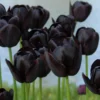 10 Bulbs Black Queen of The Night Tulip Live for Planting, Deep Purple to Black Flowers Perennial Flower Bulbs for Garden Growing