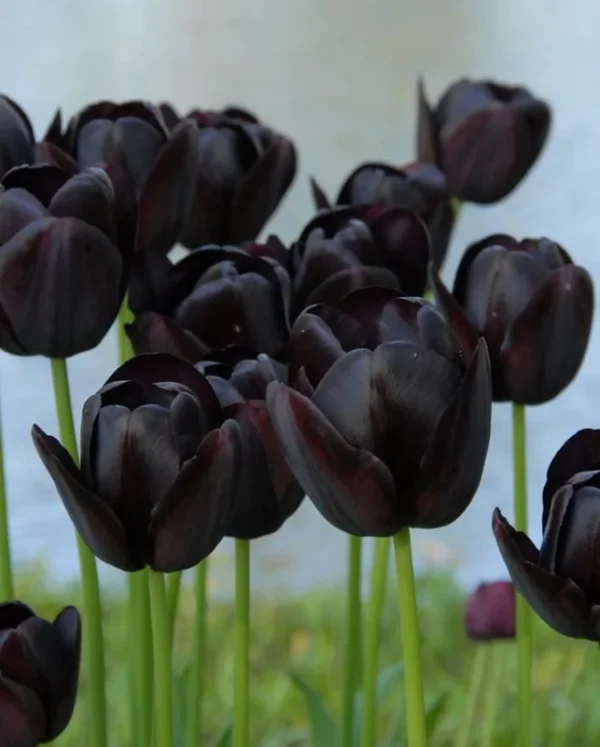 10 Bulbs Black Queen of The Night Tulip Live for Planting, Deep Purple to Black Flowers Perennial Flower Bulbs for Garden Growing
