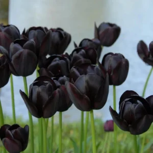10 Bulbs Black Queen of The Night Tulip Live for Planting, Deep Purple to Black Flowers Perennial Flower Bulbs for Garden Growing