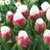 10 Bulbs Ice Cream Tulips Live for Planting, Pink White Blooms Perennial Flower Bulbs for Garden Growing, Easy to Plant Outdoors Indoors