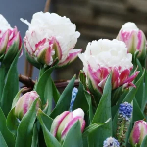 10 Bulbs Ice Cream Tulips Live for Planting, Pink White Blooms Perennial Flower Bulbs for Garden Growing, Easy to Plant Outdoors Indoors