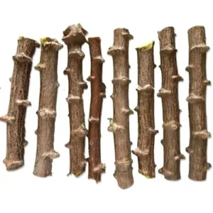 10 Cassava Roots - Sweet Yuca Cuttings 6 Inch Long for Easy Planting