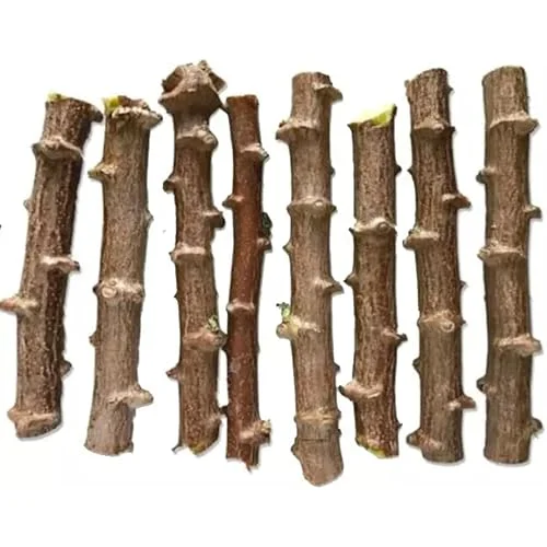 10 Cassava Roots - Sweet Yuca Cuttings 6 Inch Long for Easy Planting