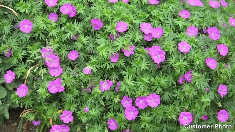 10 Cranesbill Wild Geranium Organic Maculatums Transplant Bare Roots | Vibrant Wildflower for Shade or Sun Gardens