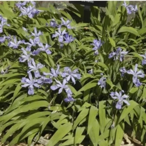 10 Crested Dwarf Iris Plants Bareroot Organic Cristatas Wildflower, Transplant