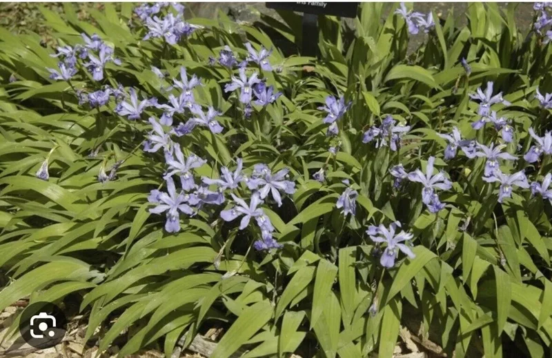 10 Crested Dwarf Iris Plants Bareroot Organic Cristatas Wildflower, Transplant