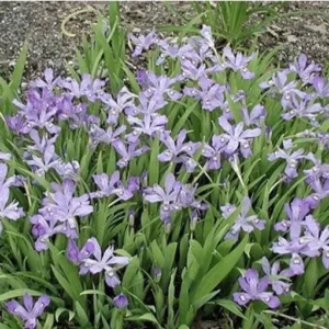10 Crested Dwarf Iris Plants Bareroot Organic Cristatas Wildflower, Transplant