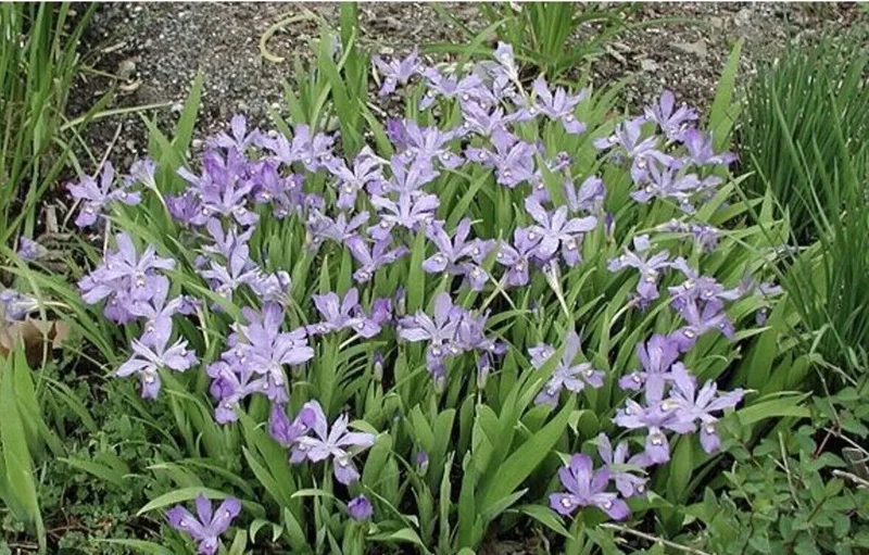 10 Crested Dwarf Iris Plants Bareroot Organic Cristatas Wildflower, Transplant