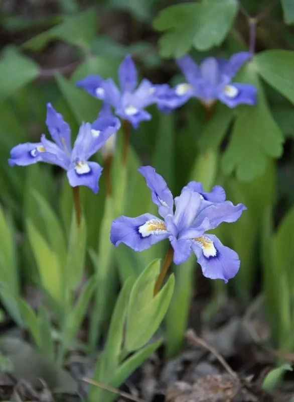 10 Crested Dwarf Iris Plants Bareroot Organic Cristatas Wildflower, Transplant