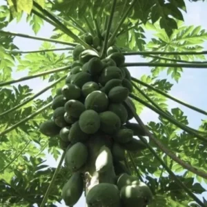 10 Fresh Organic Papaya Leaves Hand-Picked Natural Lá Đu Đủ Premium Quality