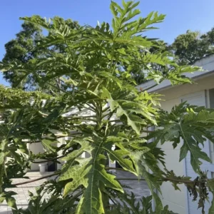 10 Fresh Organic Papaya Leaves Hand-Picked Natural Lá Đu Đủ Premium Quality