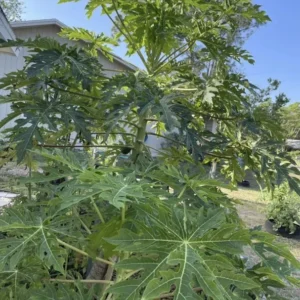 10 Fresh Organic Papaya Leaves Hand-Picked Natural Lá Đu Đủ Premium Quality