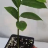 10" Golden Soursop Guanabana Seedling Organic Medicinal Tree | Annona Muricata