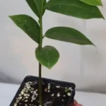 10" Golden Soursop Guanabana Seedling Organic Medicinal Tree | Annona Muricata